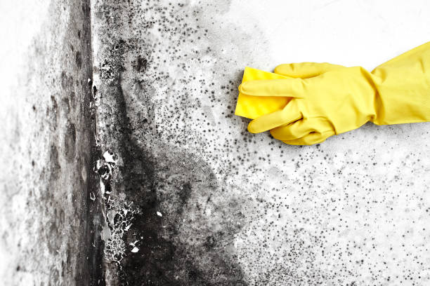 Trusted Farr West, UT Mold Remediation Experts