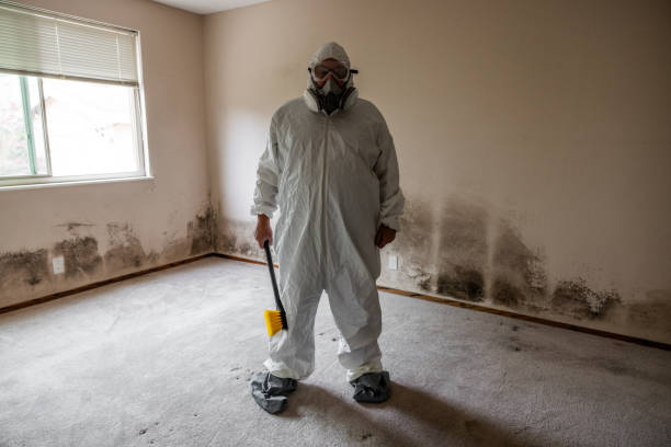 Best Post-Flood Mold Remediation in Farr West, UT