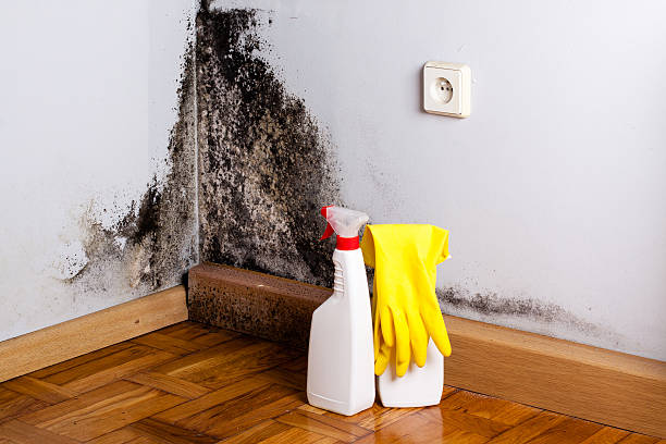 Best Localized Mold Remediation (e.g., coastal areas, humid climates) in Farr West, UT